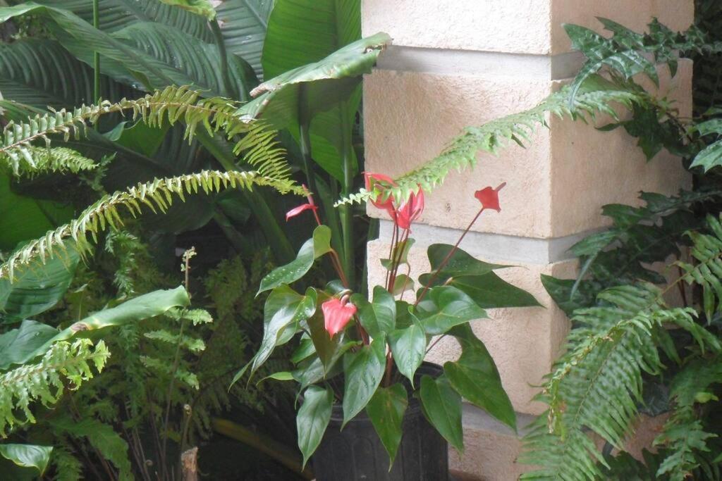 Idilio Escape Apartment Ocho Rios Exterior foto